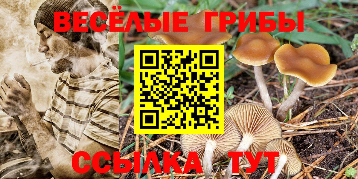 Боровичи  купить  цена  Псилоцибиновые грибы Psilocybine cubensis  Вход с VPN  Псилоцибиновые грибы Psilocybine cubensis 